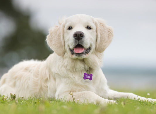 Een puppy met de paarse hondenpenning van het Wereld Kanker Onderzoek Fonds.